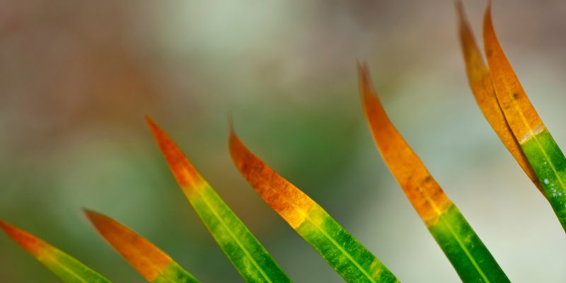 bout d'une feuille marron vu de près