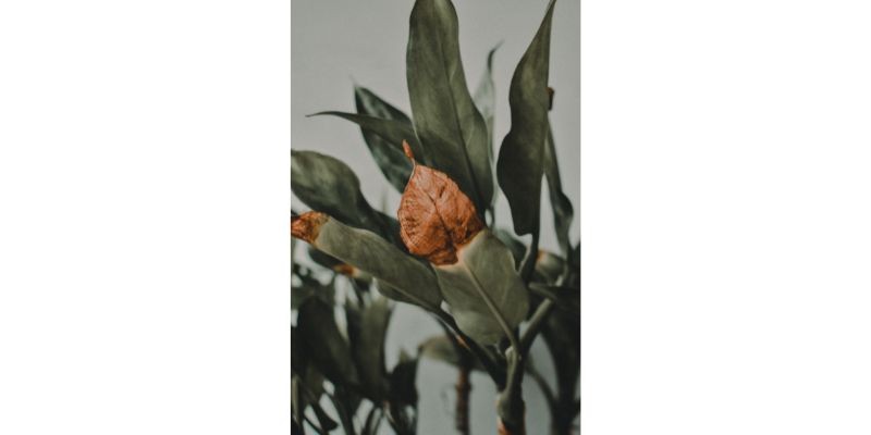 bout d'une feuille marron