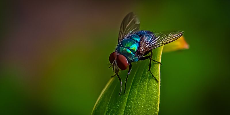 mouche