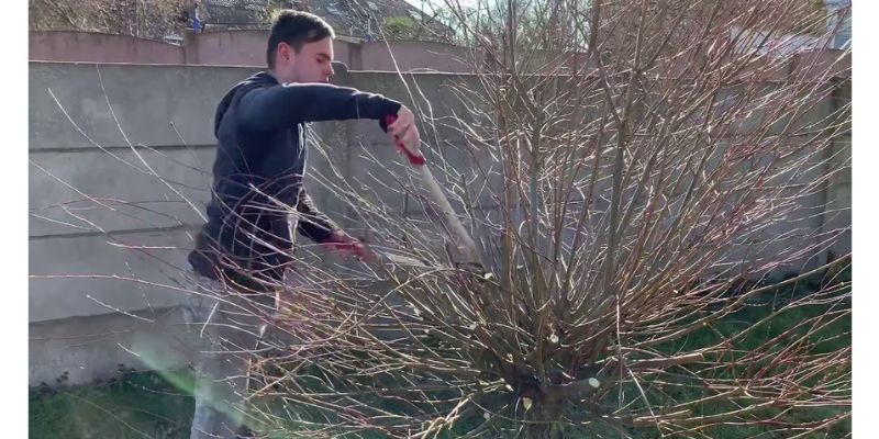 saule crevette en hiver