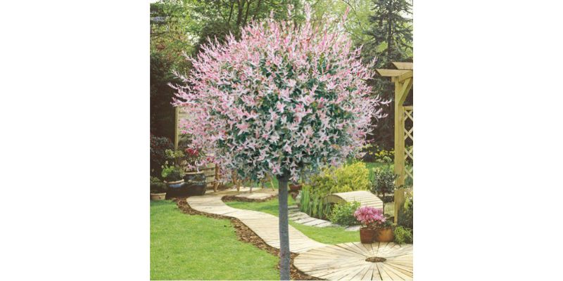 saule crevette fleuri été