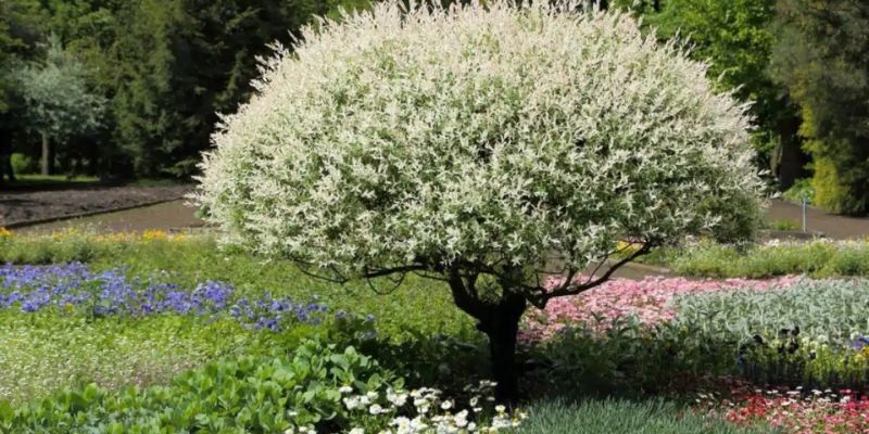 saule crevette taillé