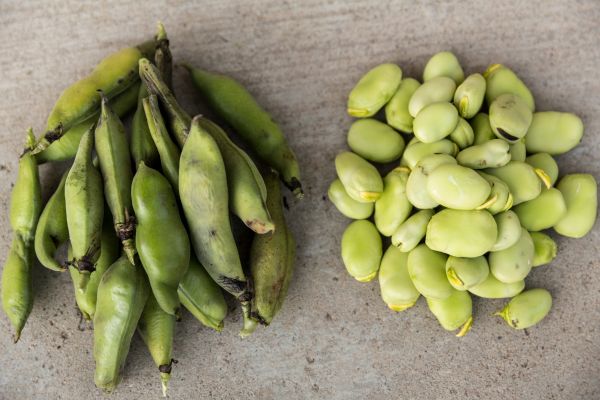 Les fèves et légumes verts